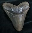 Megalodon Tooth - South Carolina #7474-1